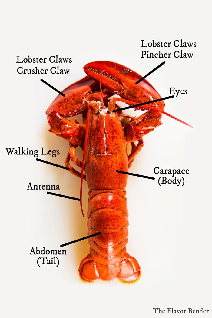 Parts of a Lobster