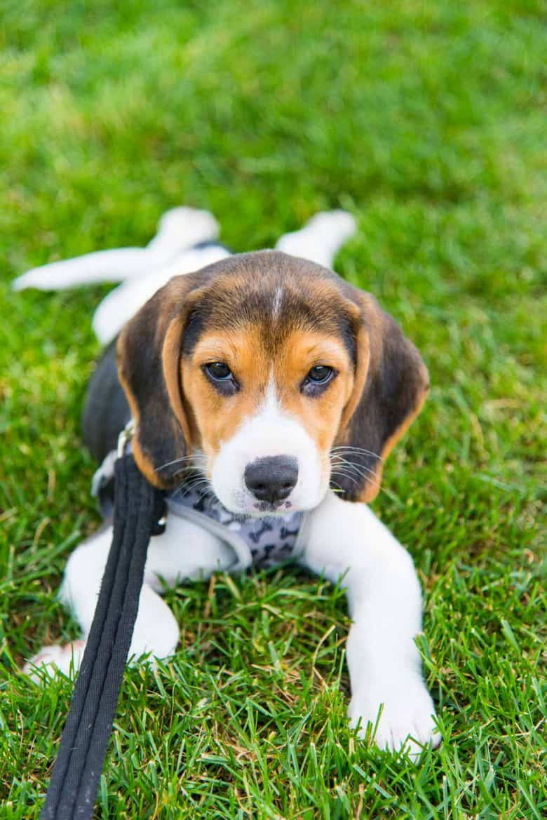 Zuko the beagle puppy