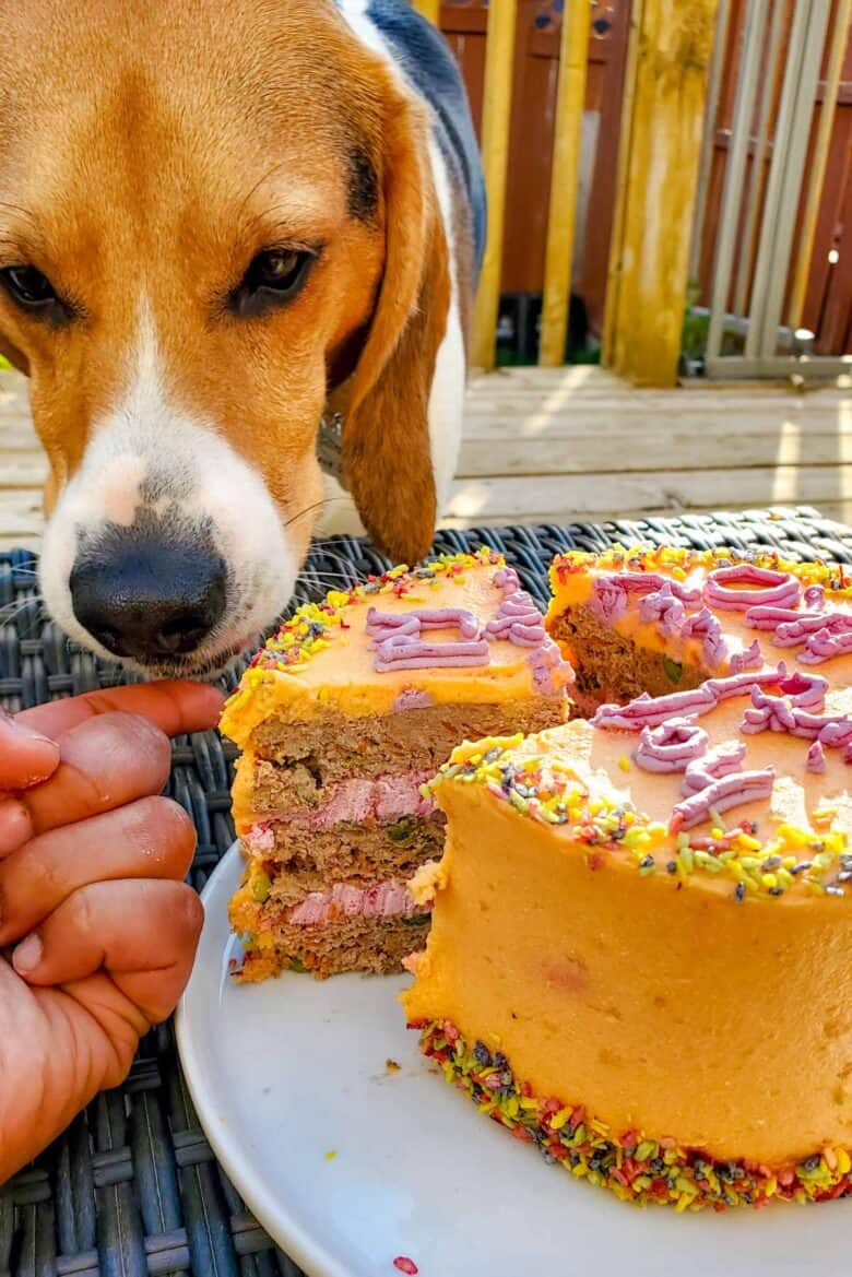 A close up of the naturally orange dog cake, with a slice cur showing the meatloaf layers, and the beagle licking the cake.