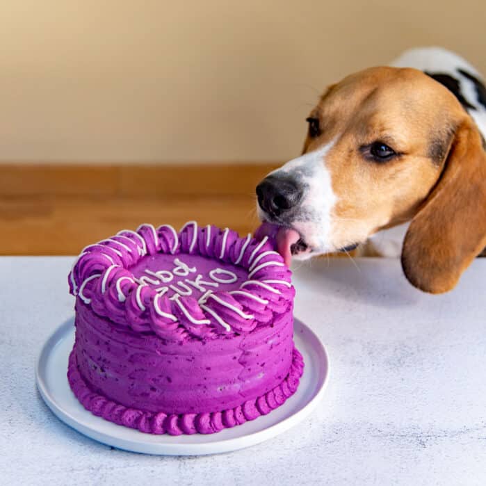 Dog licking a dog friendly cake Square image.
