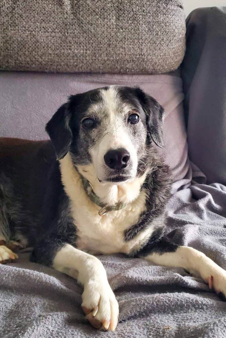 Kita, a black and white mixed breed senior dog lying on a couch.