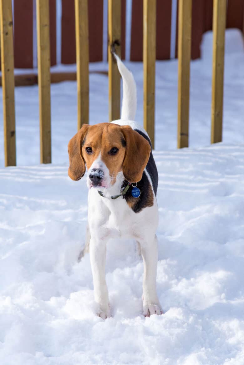Zuko, a tri colored beagle playing in the snow.