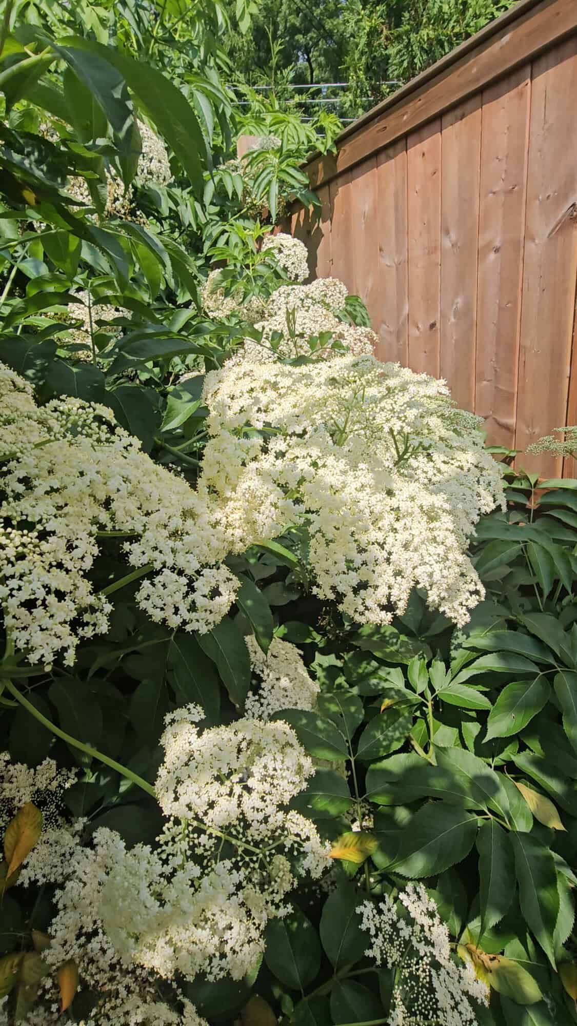 An image of elderflower clusters growing on elderberry tree.