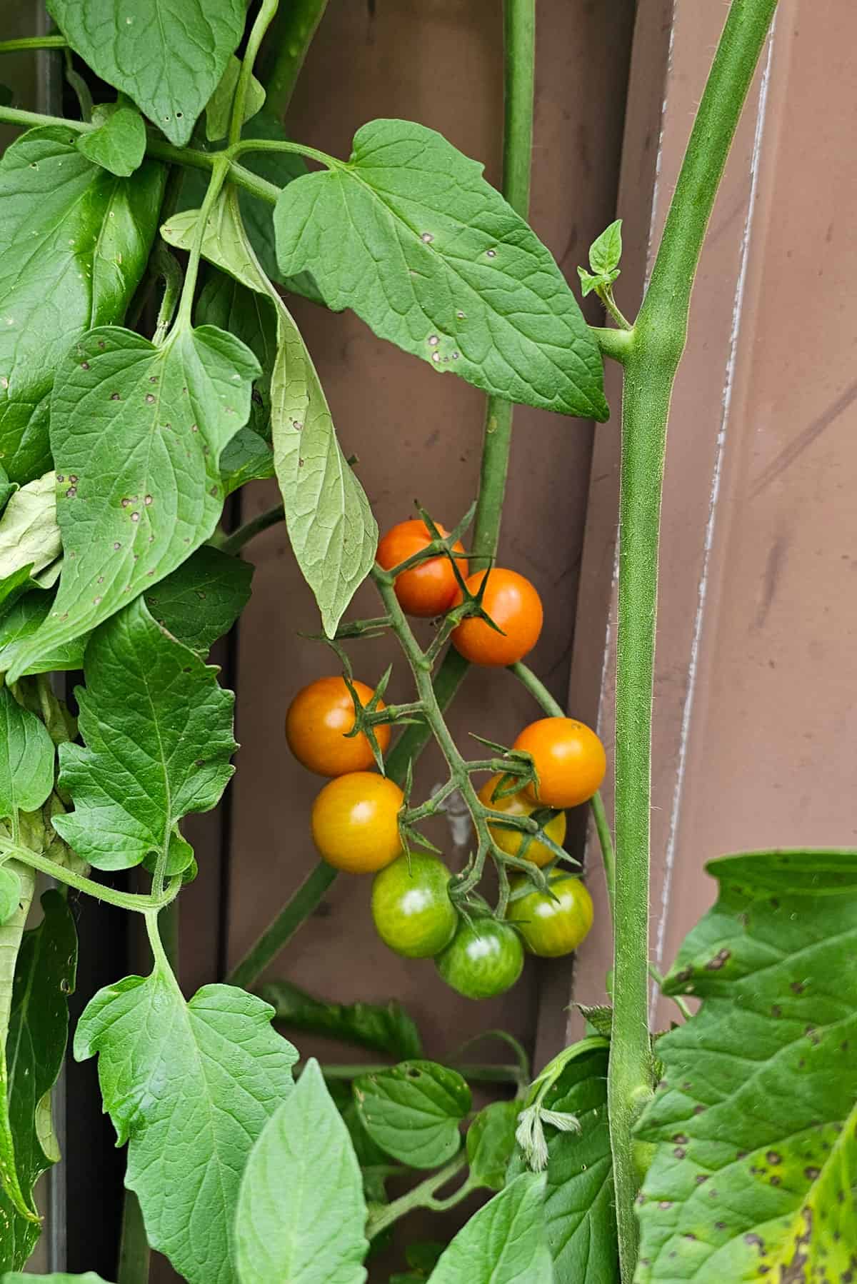 Sungold cherry tomatoes on the vine, with a brown metal fence in the background. Several tomatoes are ripening and are red and orange in color.
