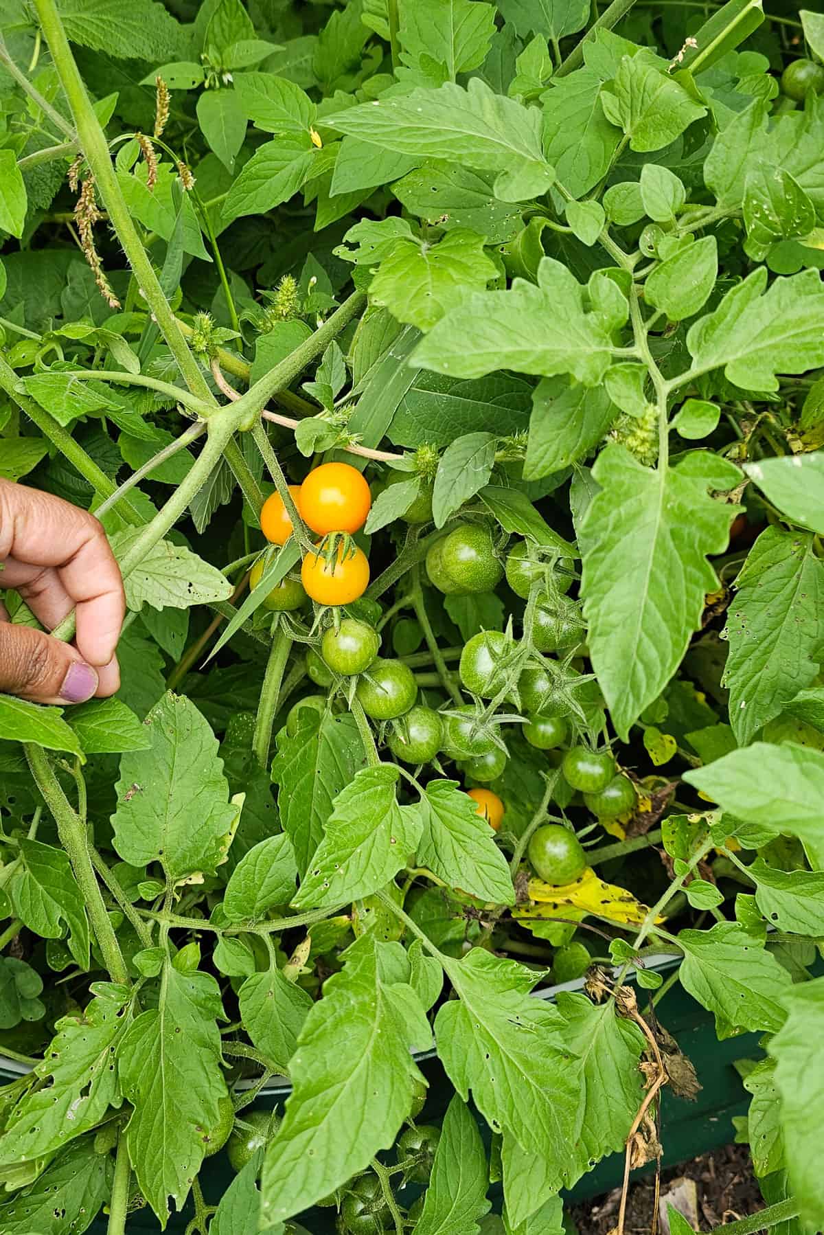 A couple of cherry tomato clusters growing on the vine. A few are ripening and bright orange in color. 